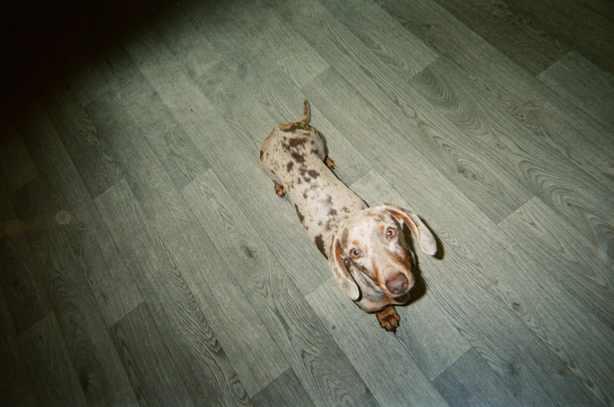 A child's dog