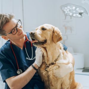 Young Veterinarian Petting A Golden Retriever Dog
